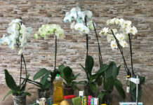MUZ ÇAYI İLE ORKİDELERİN GÜBRELENMESİ (FERTILIZING ORCHIDS WITH BANANA TEA)