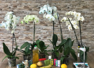 MUZ ÇAYI İLE ORKİDELERİN GÜBRELENMESİ (FERTILIZING ORCHIDS WITH BANANA TEA)
