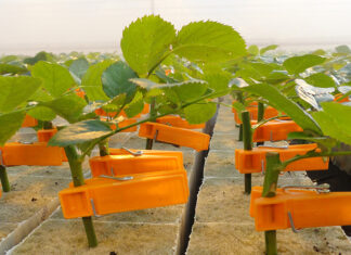 ROSE GRAFTING (GÜLLERDE AŞI İLE ÇOĞALTMA)