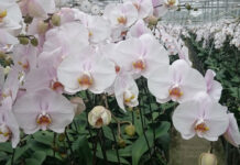 ORKİDE BAKIMINDA ALTIN KURALLAR (ORCHID CARE: 10 GOLDEN RULES)