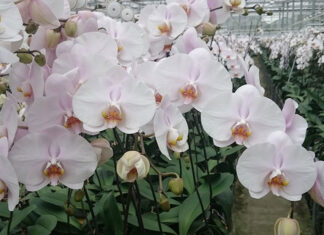 ORKİDE BAKIMINDA ALTIN KURALLAR (ORCHID CARE: 10 GOLDEN RULES)