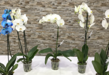 MAVİ ORKİDE NASIL YAPILIR (HOW TO DYE ORCHIDS BLUE)