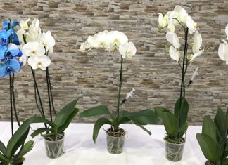 MAVİ ORKİDE NASIL YAPILIR (HOW TO DYE ORCHIDS BLUE)