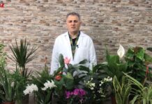 ZAMBAK DİKİM MAKİNESİ