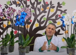 ORKİDE BAKIMI (SULAMA, GÜBRELEME, BUDAMA) VE ÇİÇEK AÇTIRMA ORCHID CARE, TIPS AND REBLOOM)