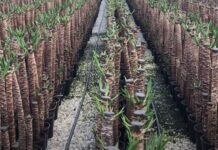 YUKKA ÇİÇEĞİNİN BAKIMI VE ÇOĞALTILMASI (HOW TO CARE YUCCA PLANT)