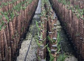 YUKKA ÇİÇEĞİNİN BAKIMI VE ÇOĞALTILMASI (HOW TO CARE YUCCA PLANT)